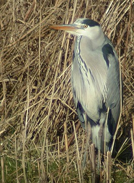 Blauwereiger170203